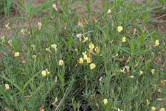 Acmispon neomexicanus