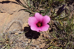 Hibiscus microcarpus