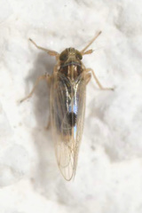 Laodelphax striatella