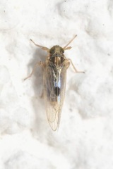 Laodelphax striatella