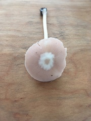 Pluteus velutinus