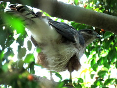 Accipiter cooperii