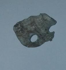 Haliotis tuberculata