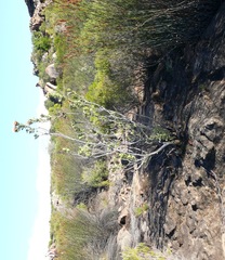 Protea glabra
