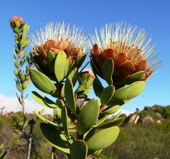 Protea glabra