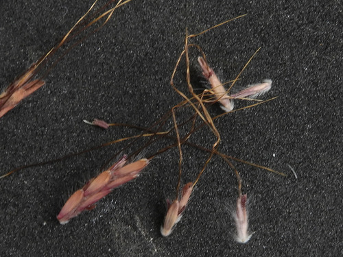 Dichanthium annulatum