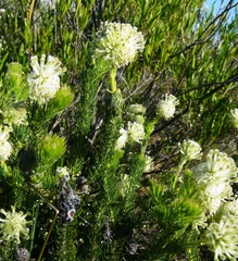 Serruria millefolia