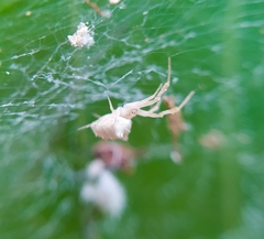 Uloborus campestratus