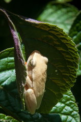 Hyperolius horstockii