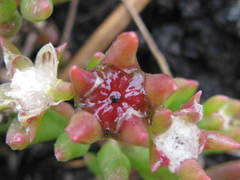 Delosperma lineare