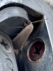 Pygarctia