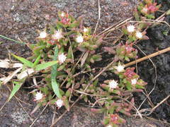 Delosperma lineare