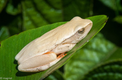 Hyperolius horstockii