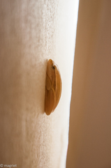 Hyperolius horstockii