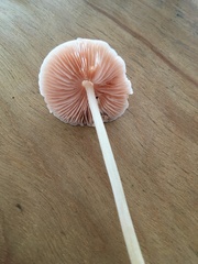Pluteus velutinus