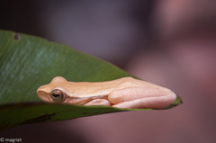 Hyperolius horstockii