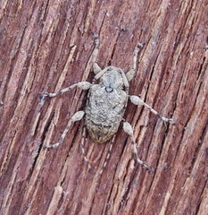 Leptostylopsis terraecolor
