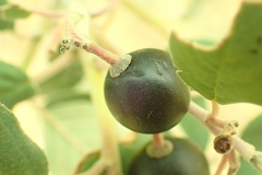 Frangula californica tomentella
