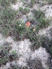 Castilleja lindheimeri