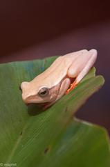 Hyperolius horstockii