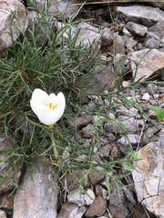 Crocus hadriaticus