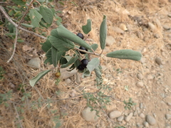 Frangula californica tomentella