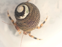 Pagurixus hectori