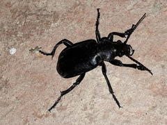 Calosoma maderae