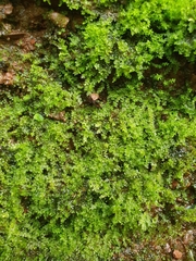 Jungermannia atrovirens