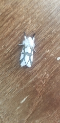 Euerythra phasma