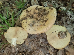 Leucopaxillus tricolor
