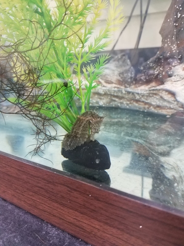 Northern Seahorse photographed in Virginia