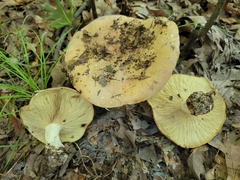 Leucopaxillus tricolor