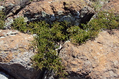 Searsia rigida rigida