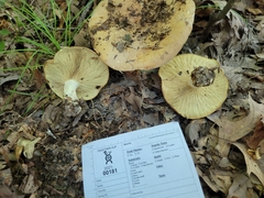 Leucopaxillus tricolor