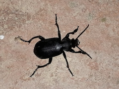 Calosoma maderae