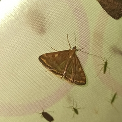 Loxostege sticticalis