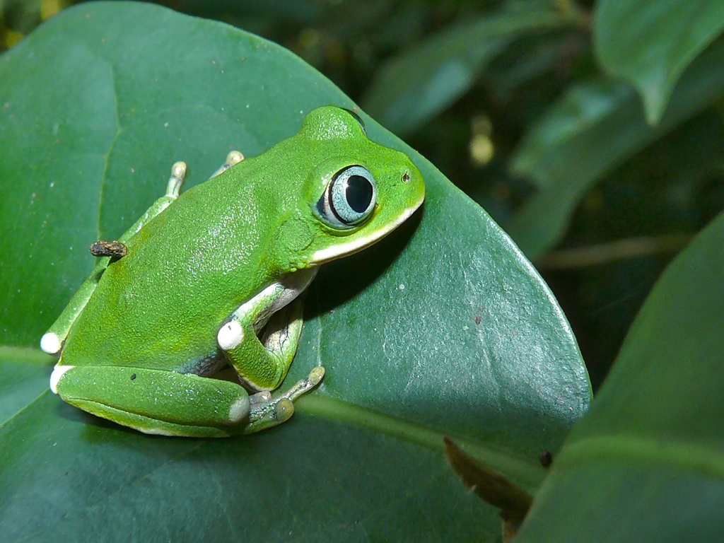 Kivu Tree Frog