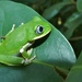 Kisenyi Forest Tree Frog - Photo (c) Bernard DUPONT, some rights reserved (CC BY-NC-SA)