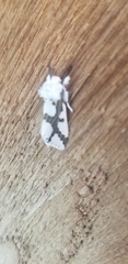 Euerythra phasma