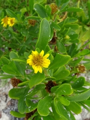 Borrichia arborescens