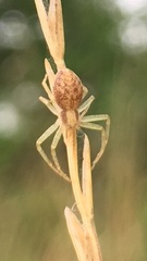 Philodromus albidus