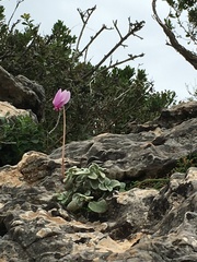 Cyclamen graecum