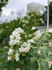 Lagerstroemia subcostata