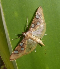 Cotachena