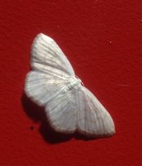Scopula nemoraria