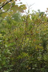 Rhododendron canadense