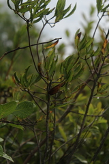 Rhododendron canadense