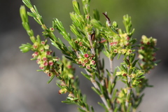 Erica axillaris