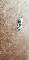 Euerythra phasma